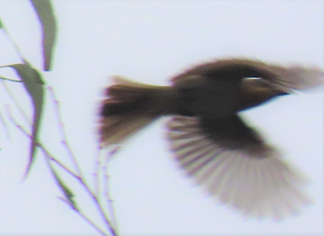 Satin Flycatcher - Hugh Harvey