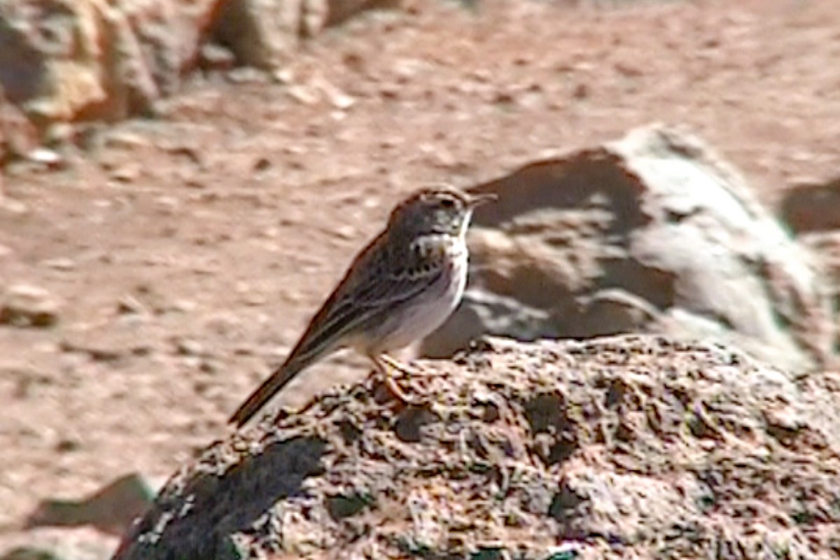 Berthelot's Pipit - Tommy Pedersen