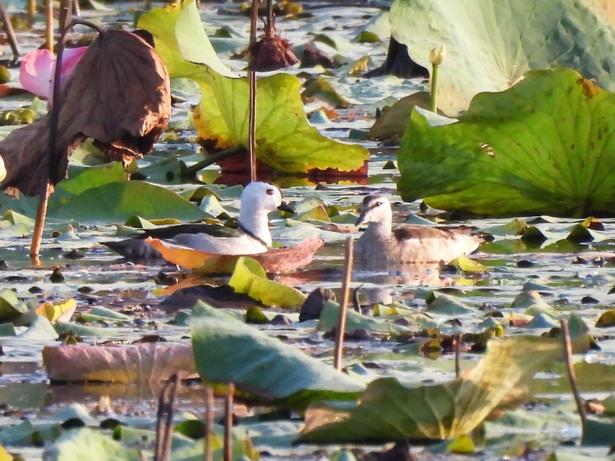 Cotton Pygmy-Goose - ML539607001