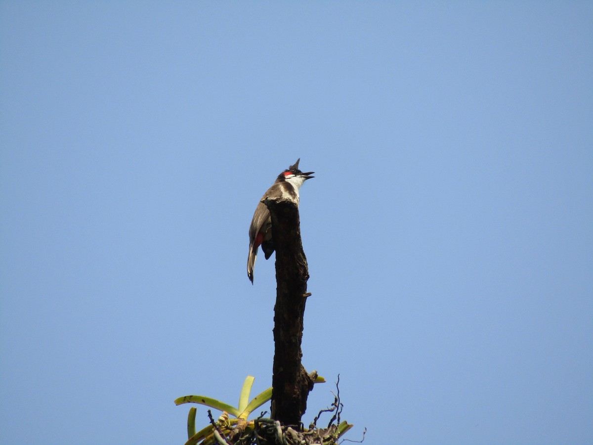 Red-whiskered Bulbul - ML539607041