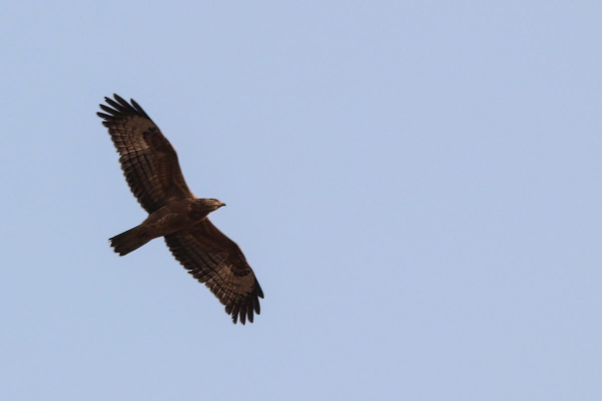 Oriental Honey-buzzard - ML539607931