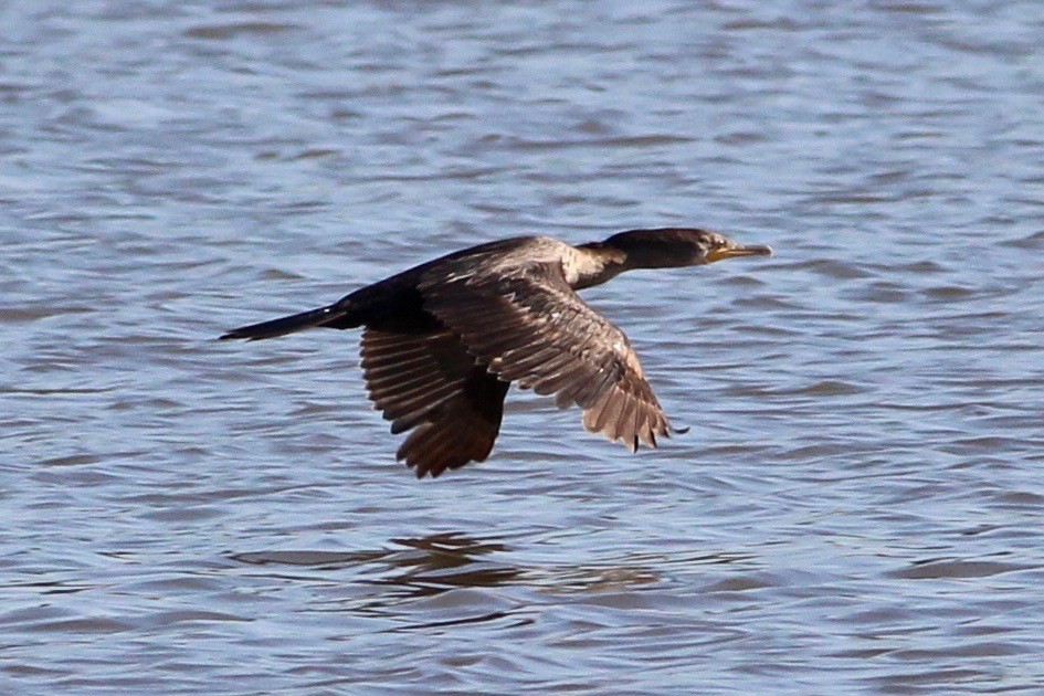 Neotropic Cormorant - ML53960811