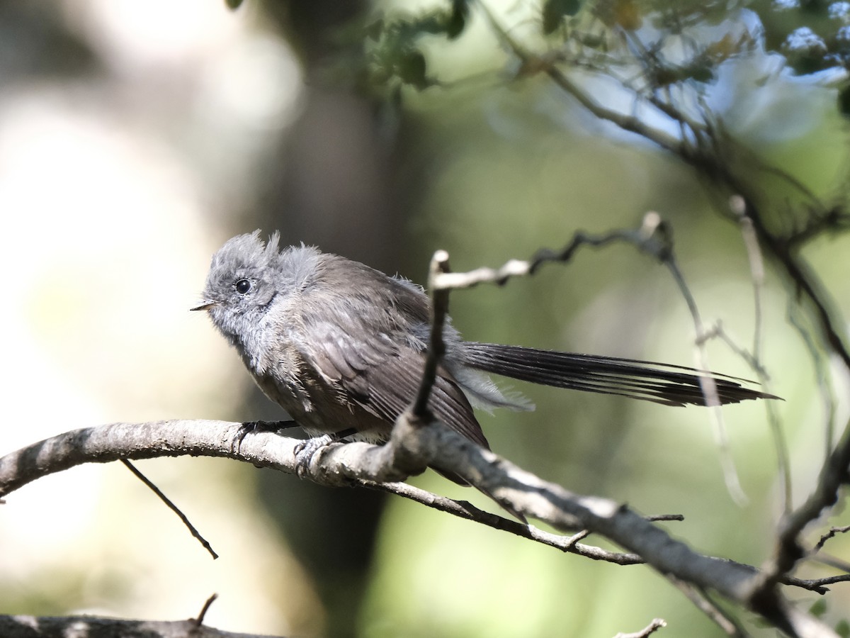 New Zealand Fantail - ML539608471