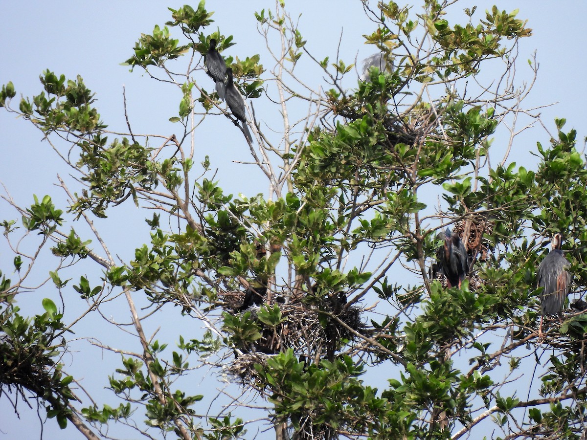 Little Cormorant - ML539608541