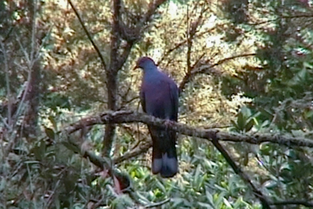 Pigeon de Bolle - ML539609311