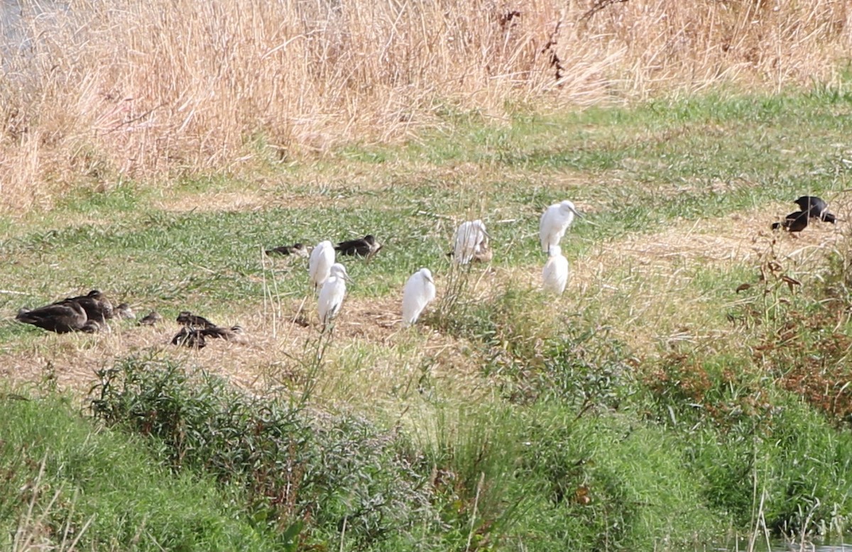 Little Egret - ML539609861