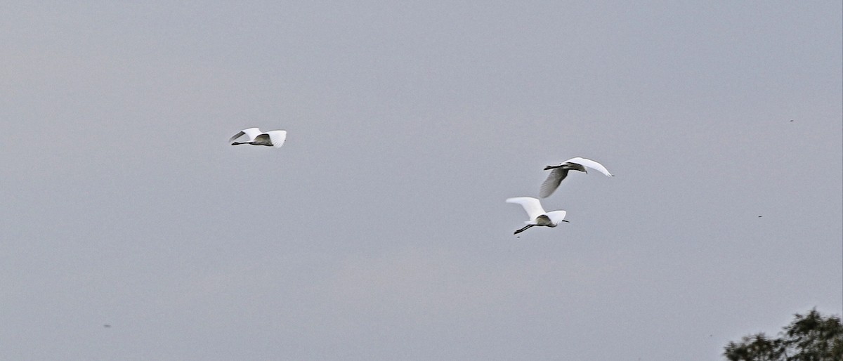 Little Egret - Chris Chapman