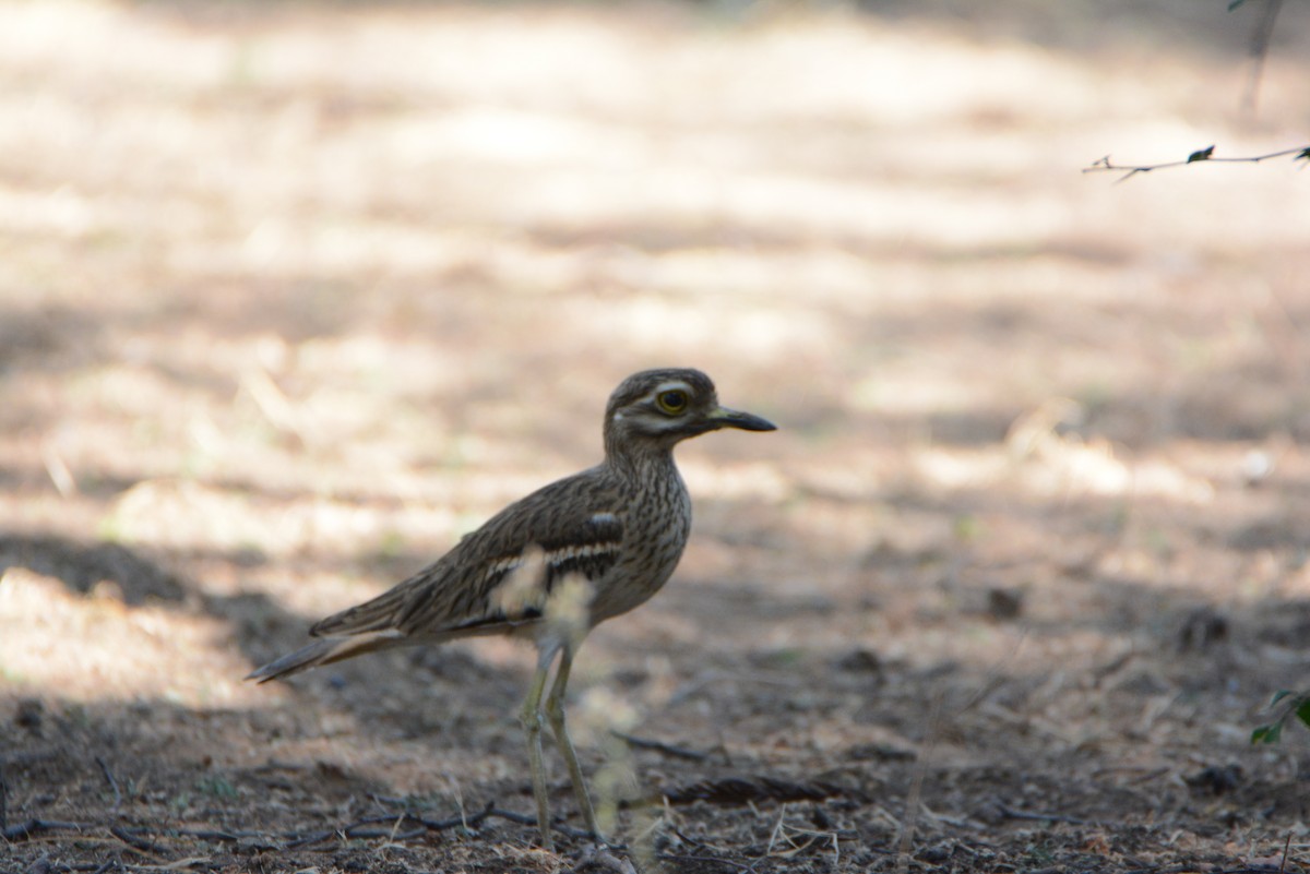 Indian Thick-knee - ML539609981