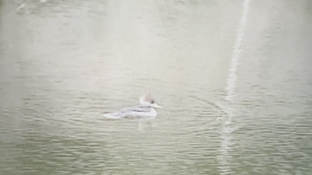 Hooded Merganser - ML539609991