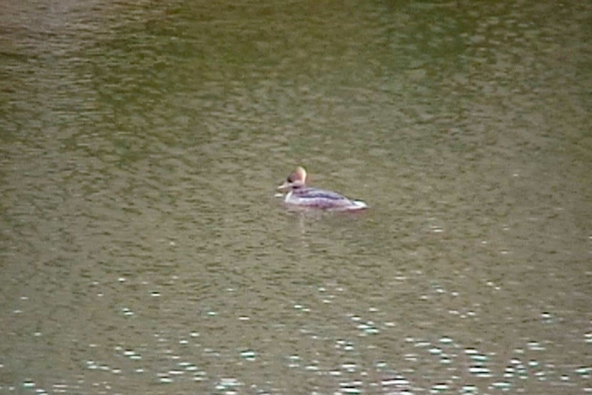 Hooded Merganser - ML539610041