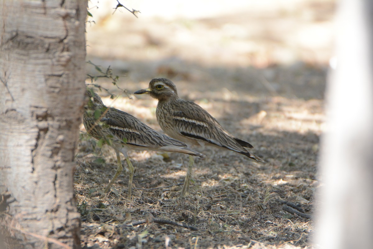 Indian Thick-knee - ML539610091
