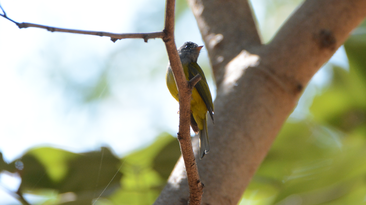 Gray-headed Canary-Flycatcher - Anup Chavda
