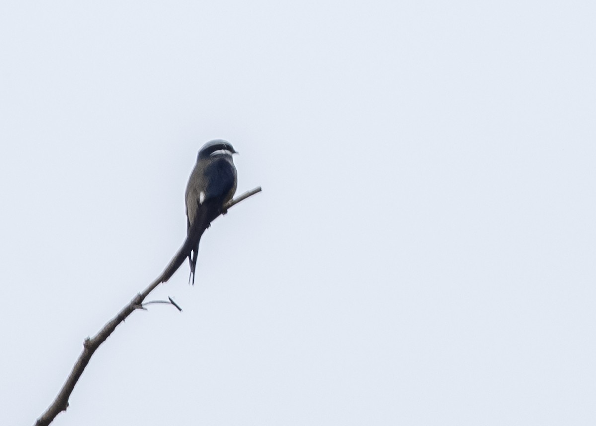 Whiskered Treeswift - ML539611031