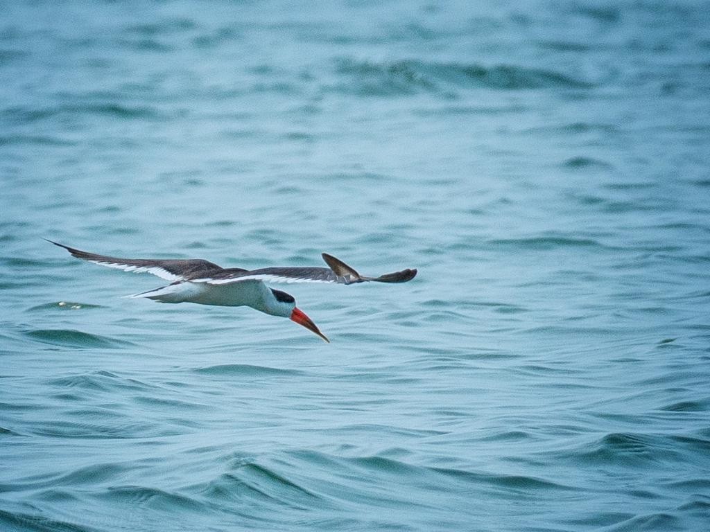 Indian Skimmer - ML539611111