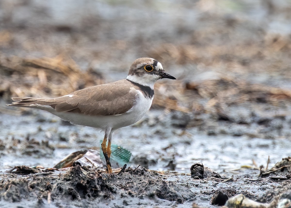 Little Ringed Plover - Joo Aun Hneah