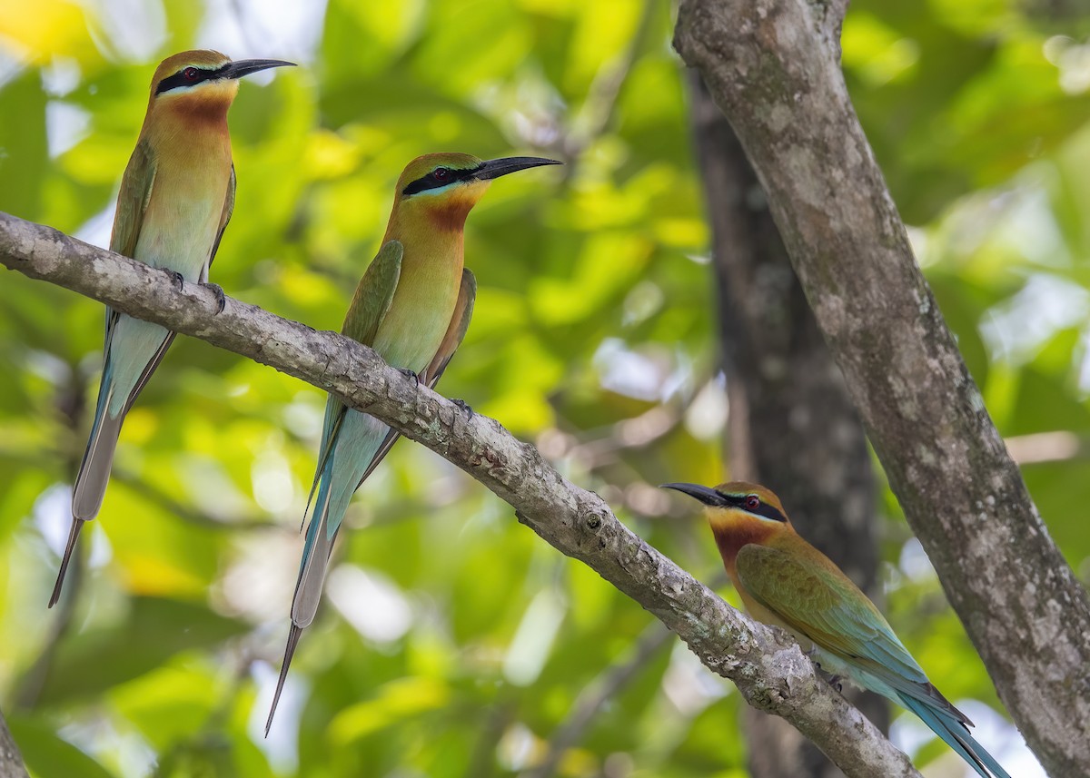 Blue-tailed Bee-eater - ML539612051