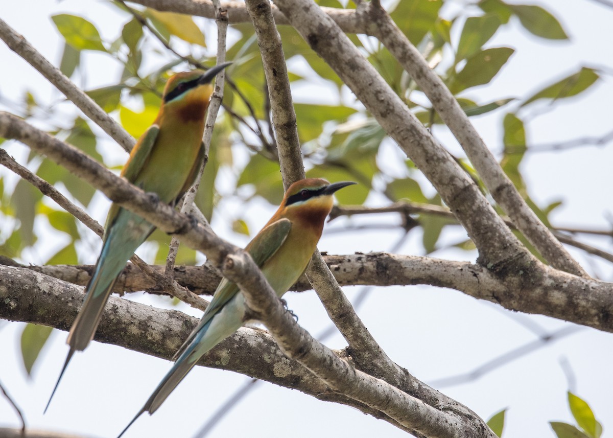 Blue-tailed Bee-eater - ML539612061