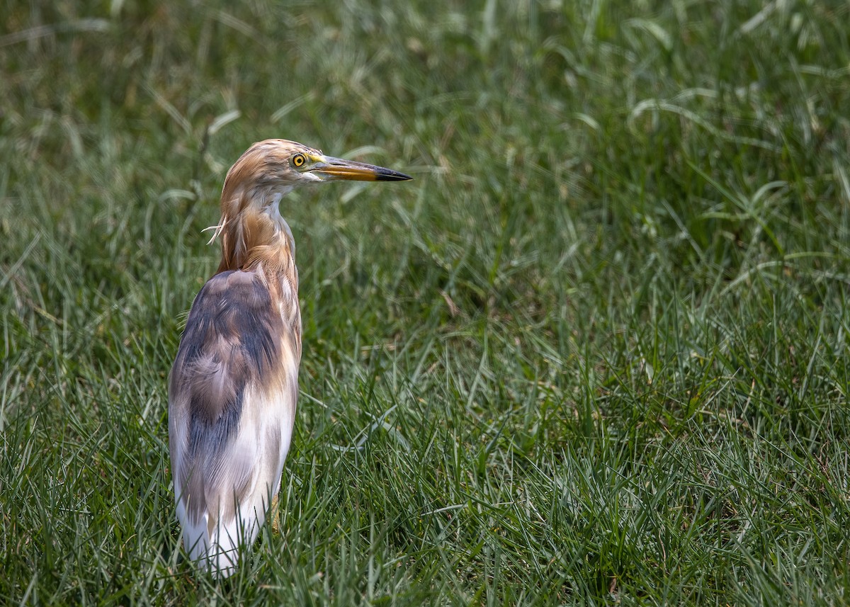 pond-heron sp. - Joo Aun Hneah