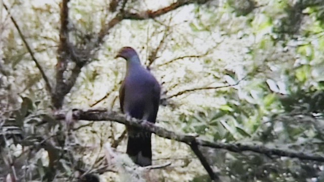 カナリーバト - ML539613391