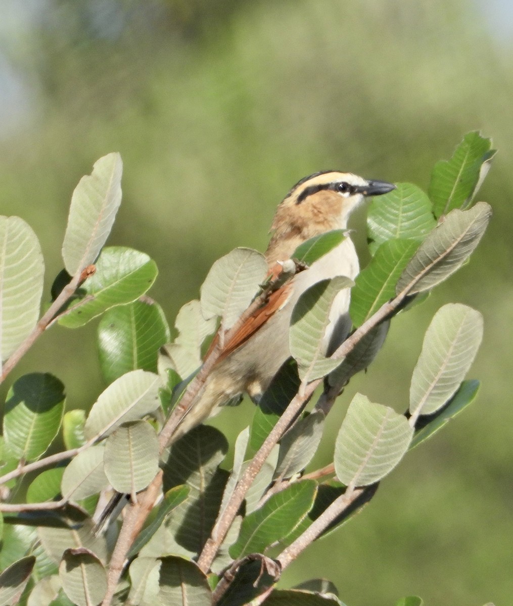 Black-crowned Tchagra - ML539613961