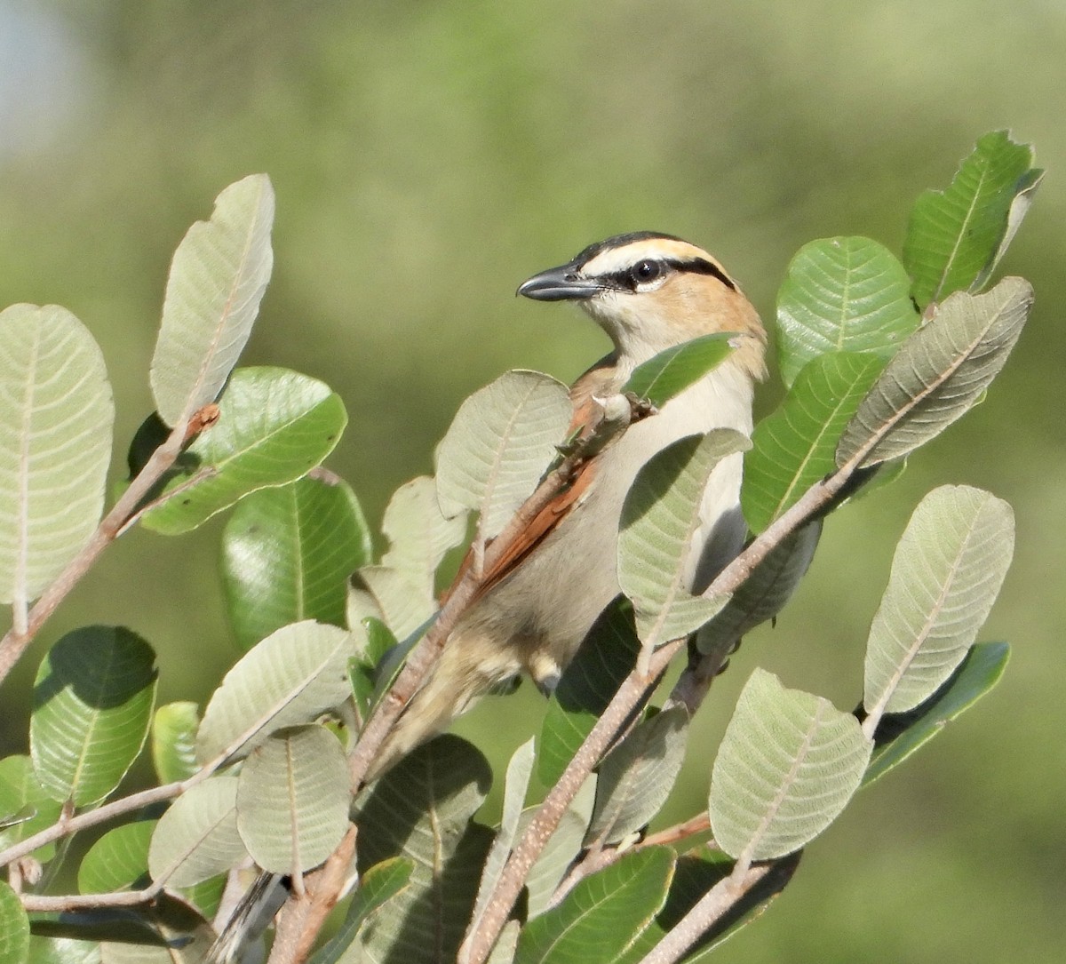 Black-crowned Tchagra - ML539613971