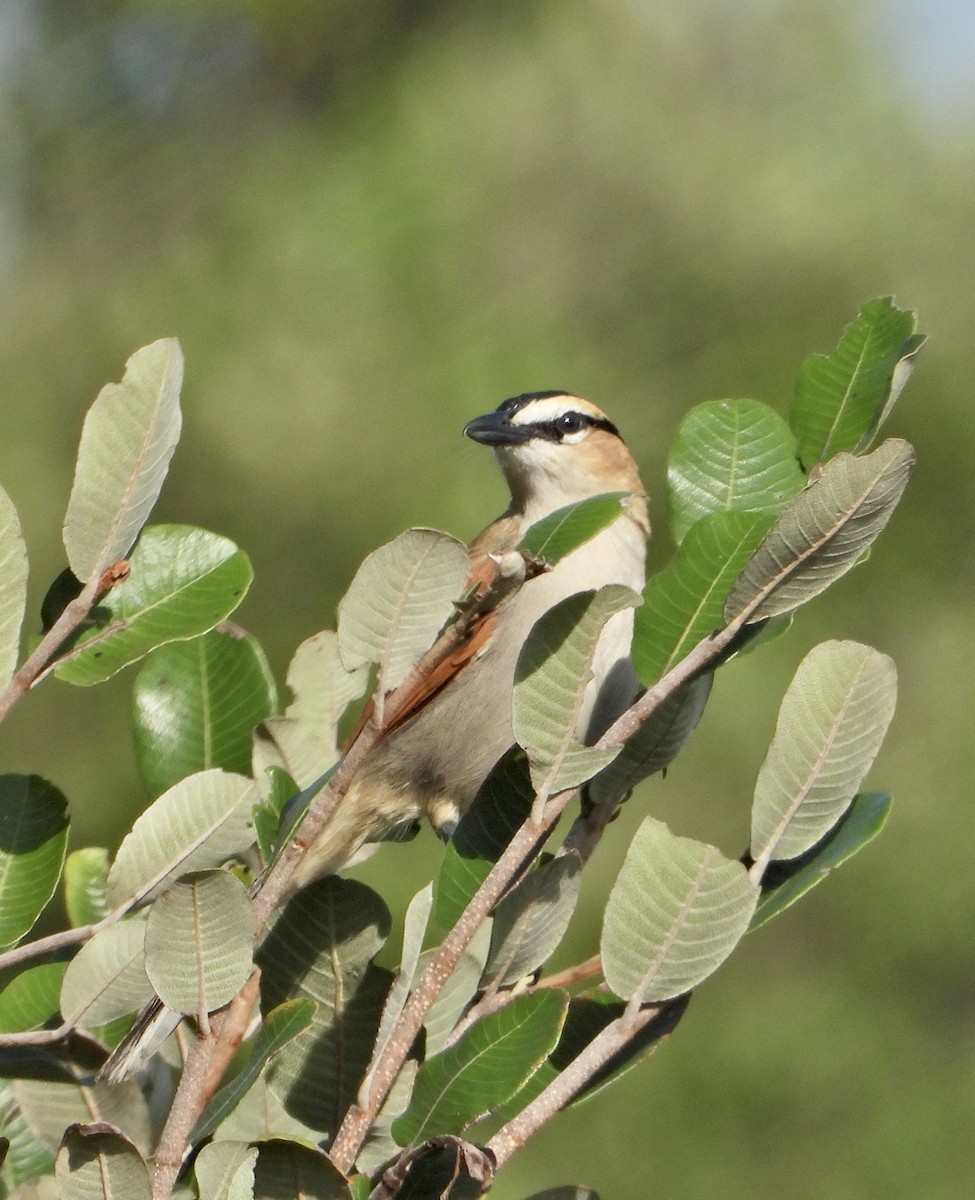 Black-crowned Tchagra - ML539613981