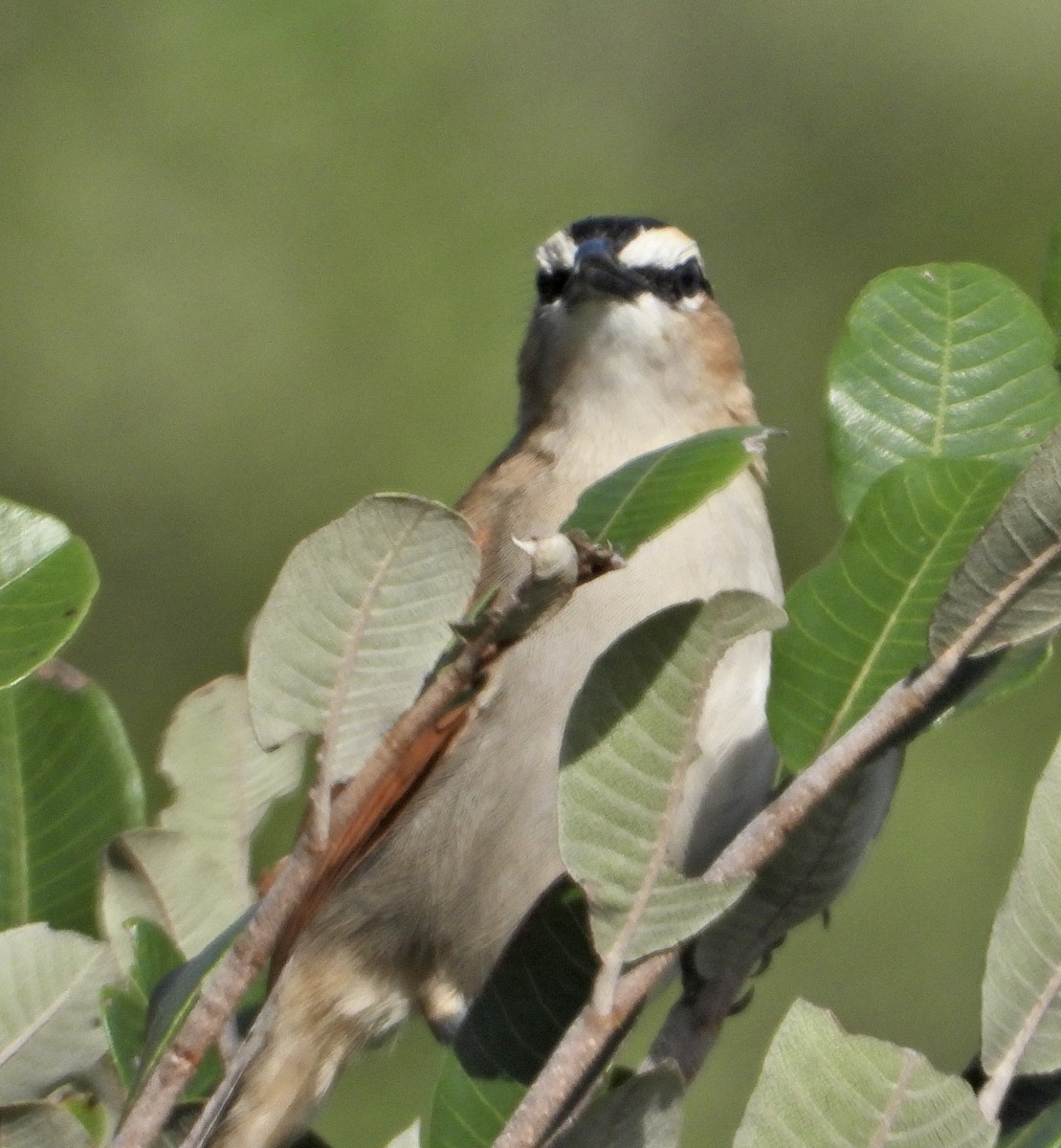 Black-crowned Tchagra - ML539613991