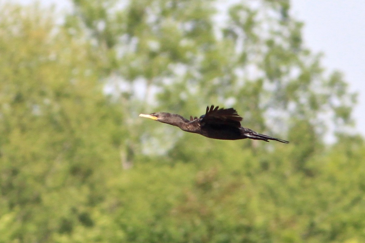 Neotropic Cormorant - ML53961421