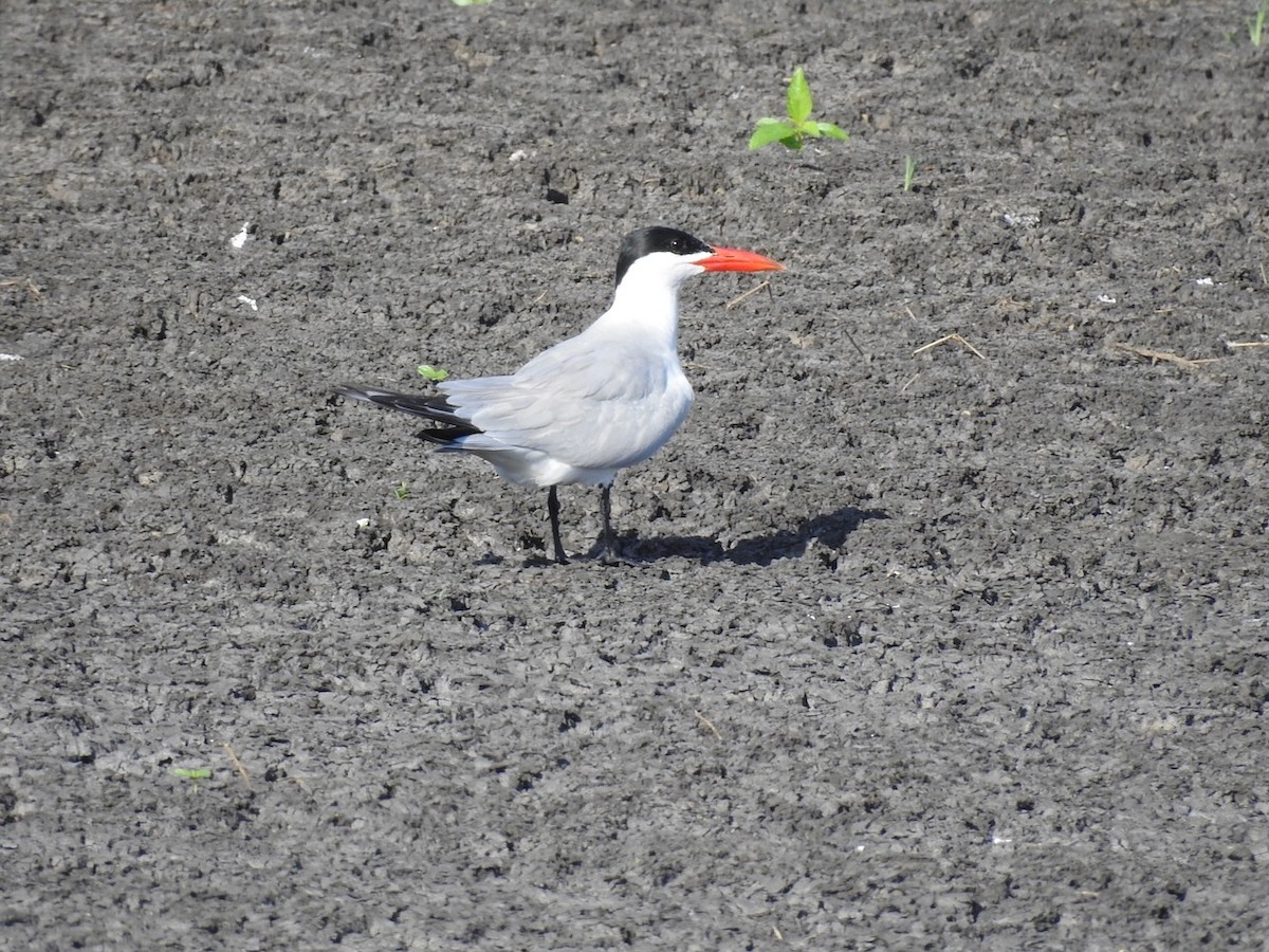 Caspian Tern - ML539614431