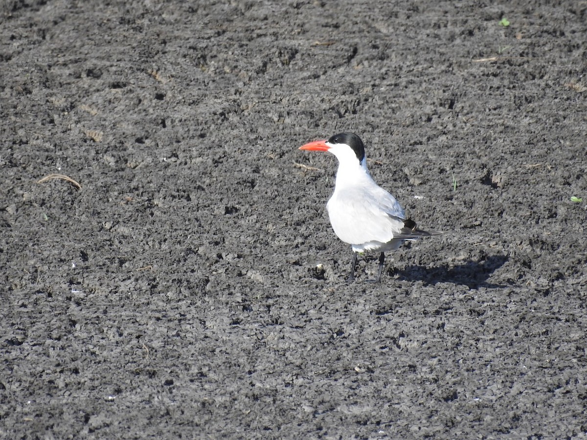 Caspian Tern - ML539614441