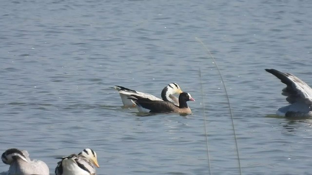 Lesser White-fronted Goose - ML539615571