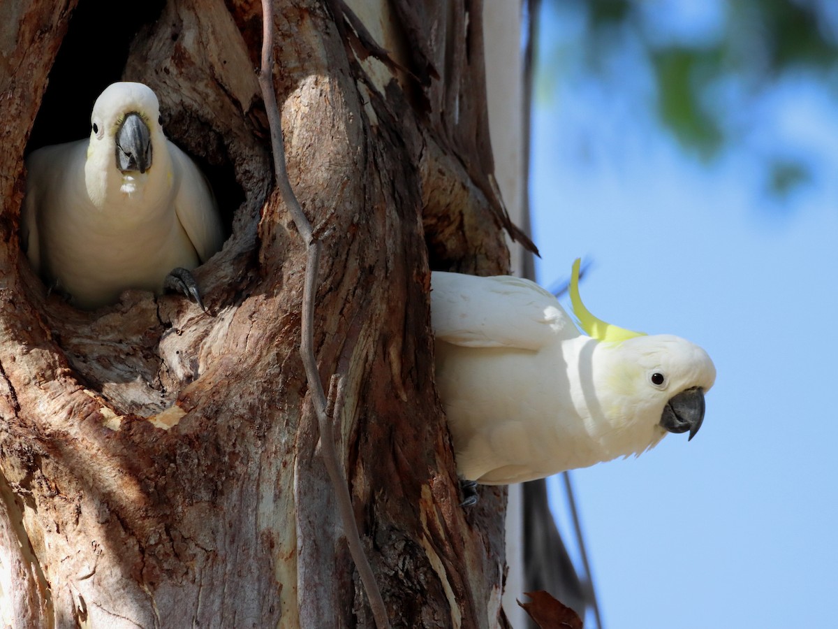 Sulphur-crested Cockatoo - ML539615691