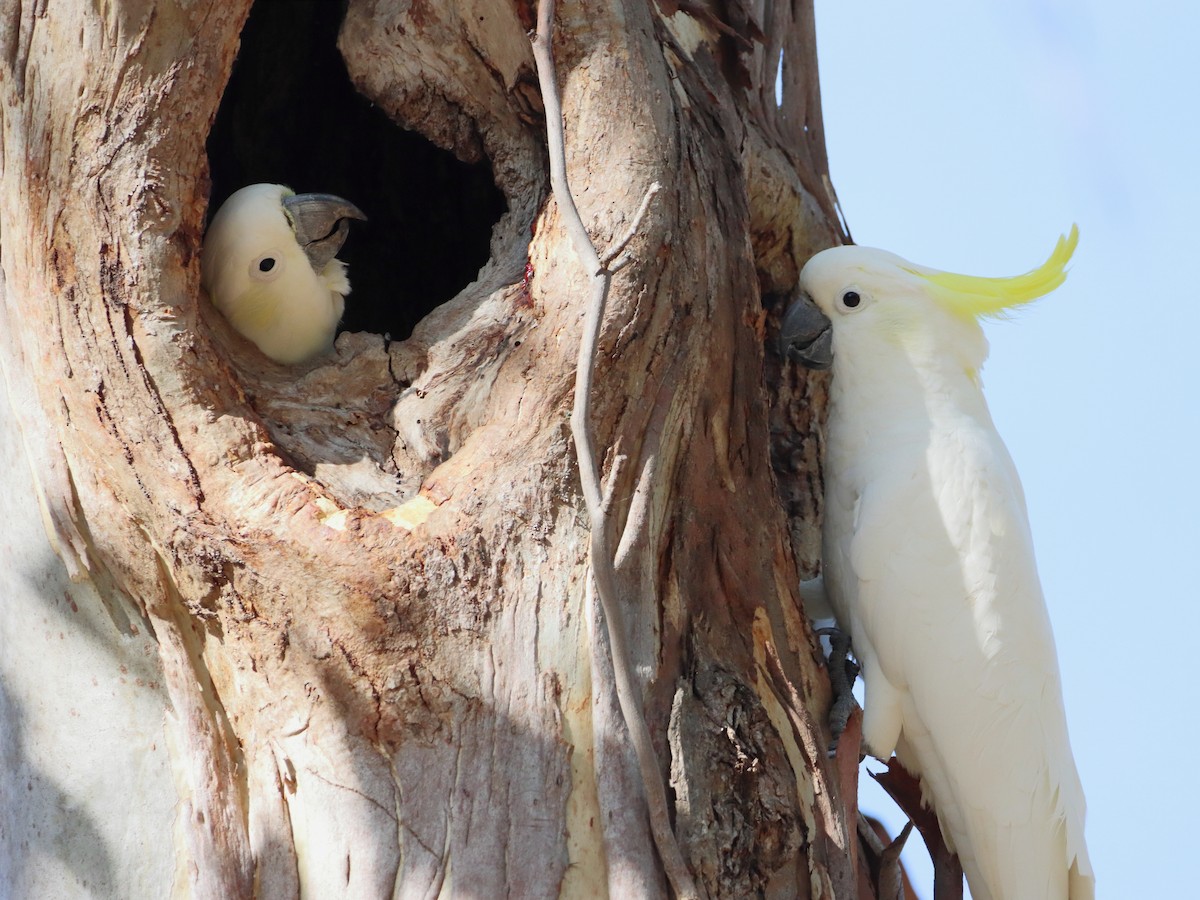 Sulphur-crested Cockatoo - ML539615731