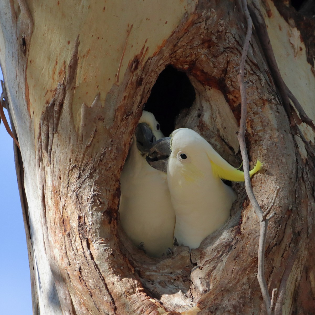 Sulphur-crested Cockatoo - ML539615751