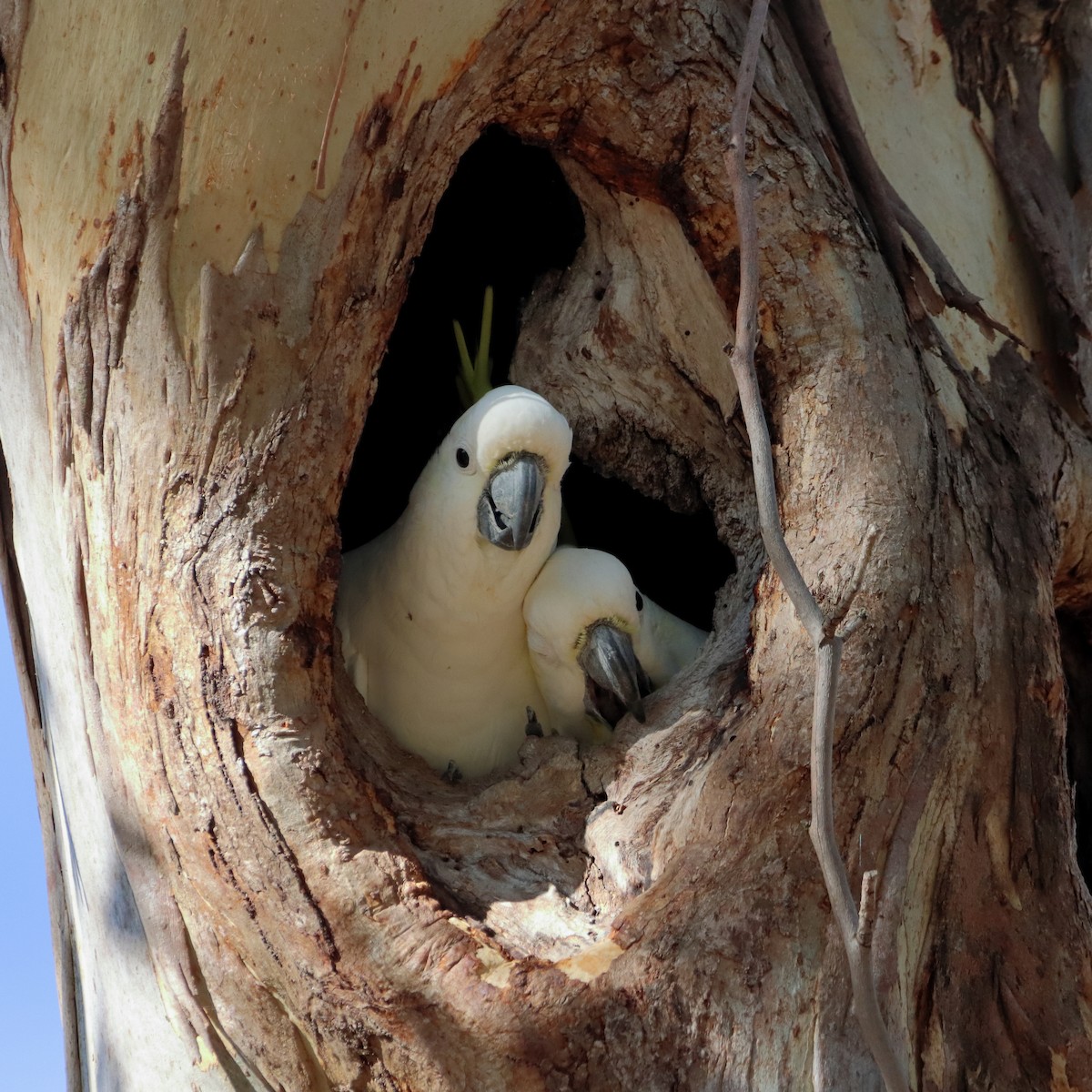 Sulphur-crested Cockatoo - ML539615761