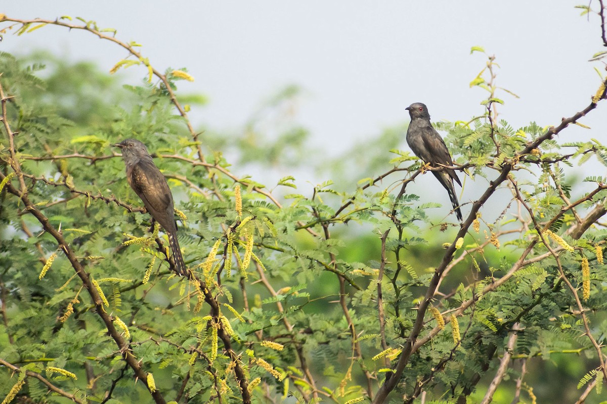 Plaintive Cuckoo - ML539617081