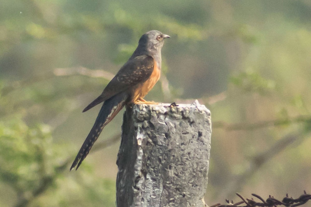 Plaintive Cuckoo - ML539617091