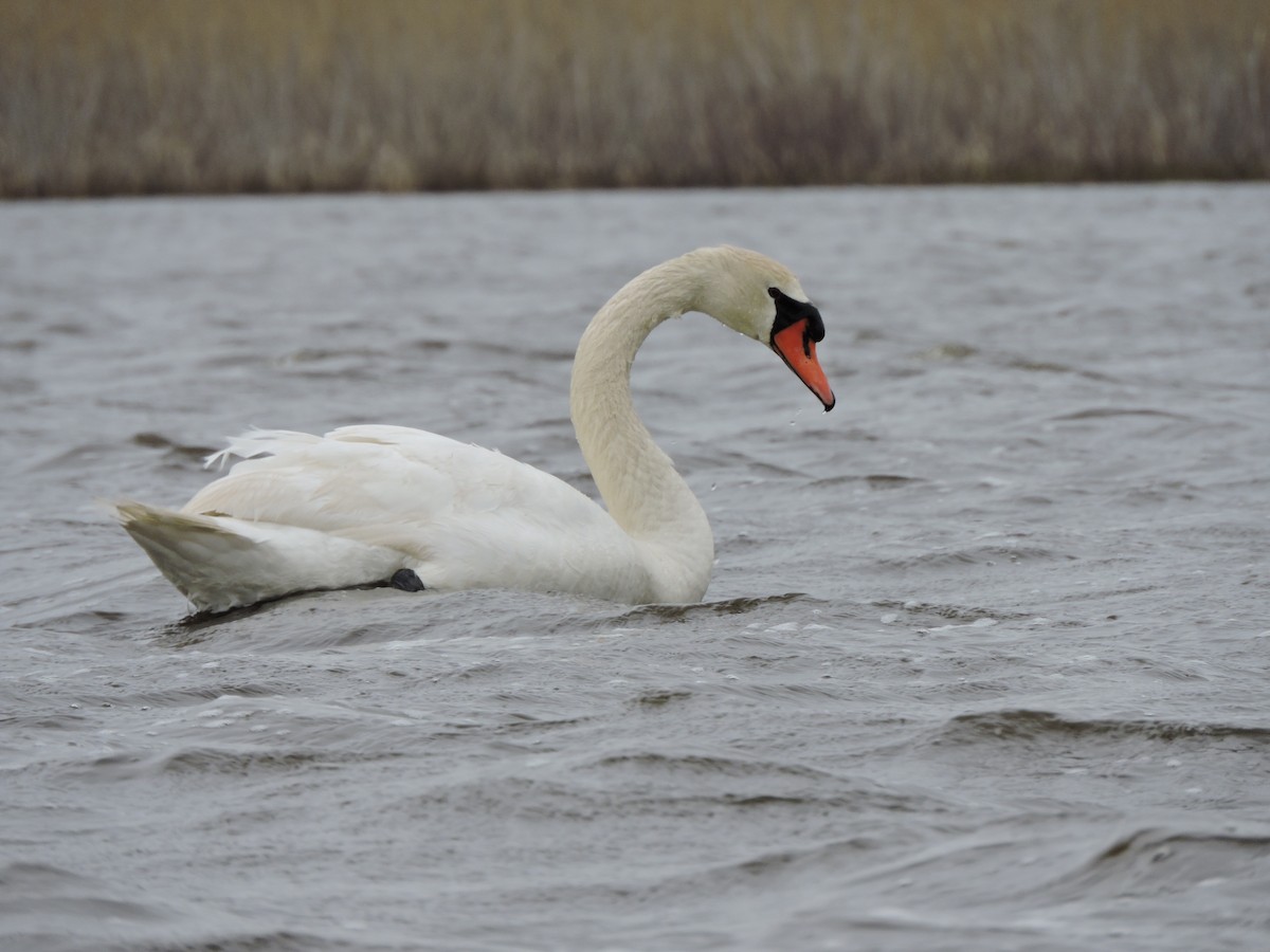 Mute Swan - Jack  Bushong