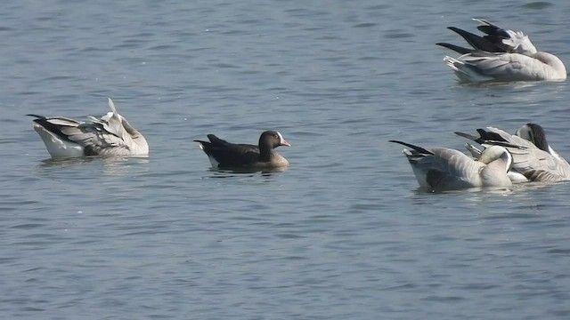 Lesser White-fronted Goose - ML539618111