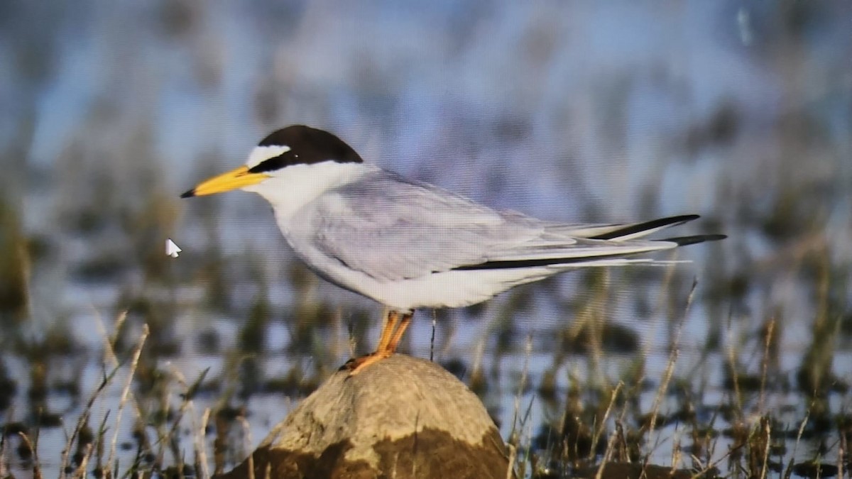 rybák malý - ML539618551