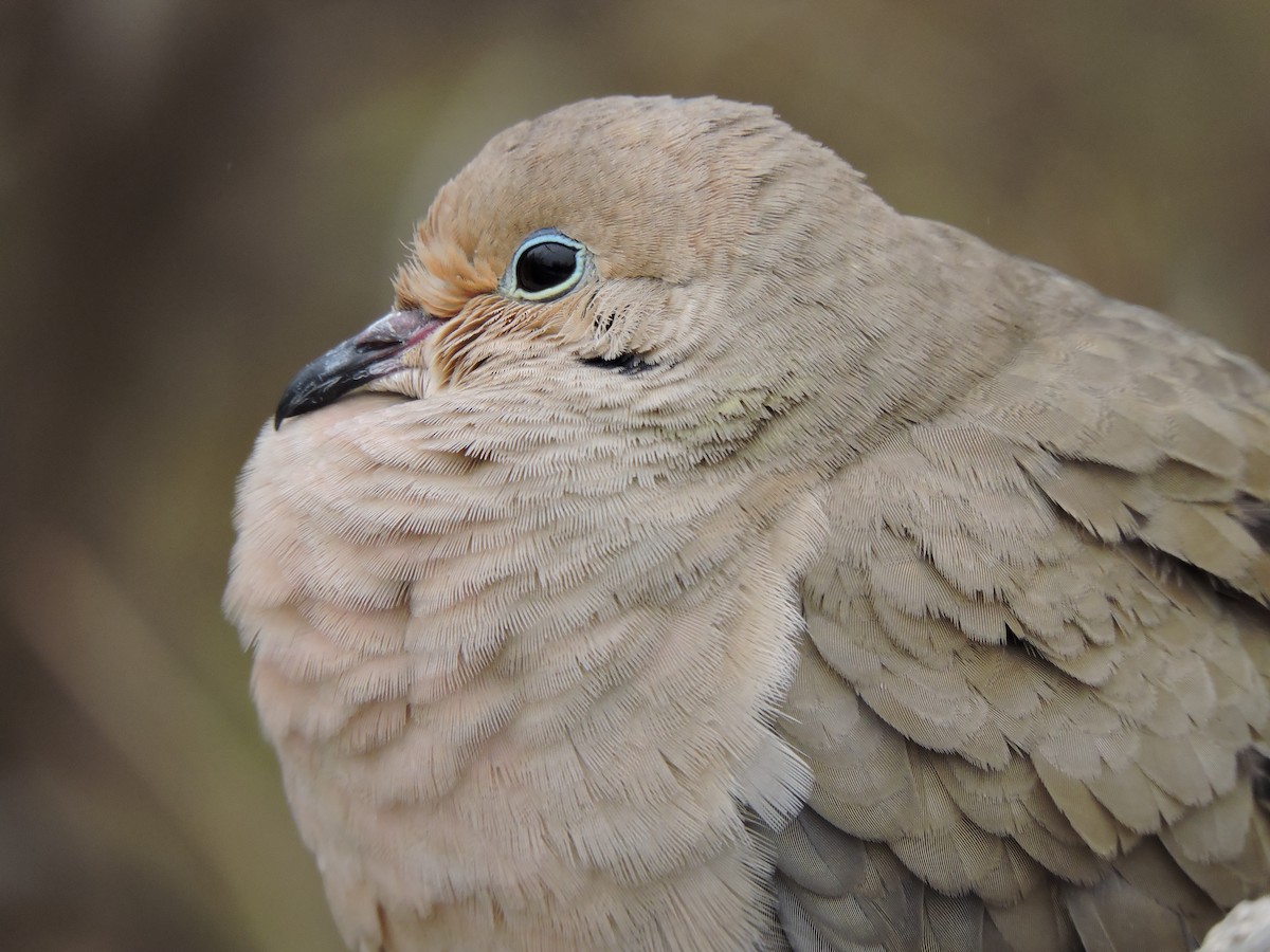 Mourning Dove - ML53961881