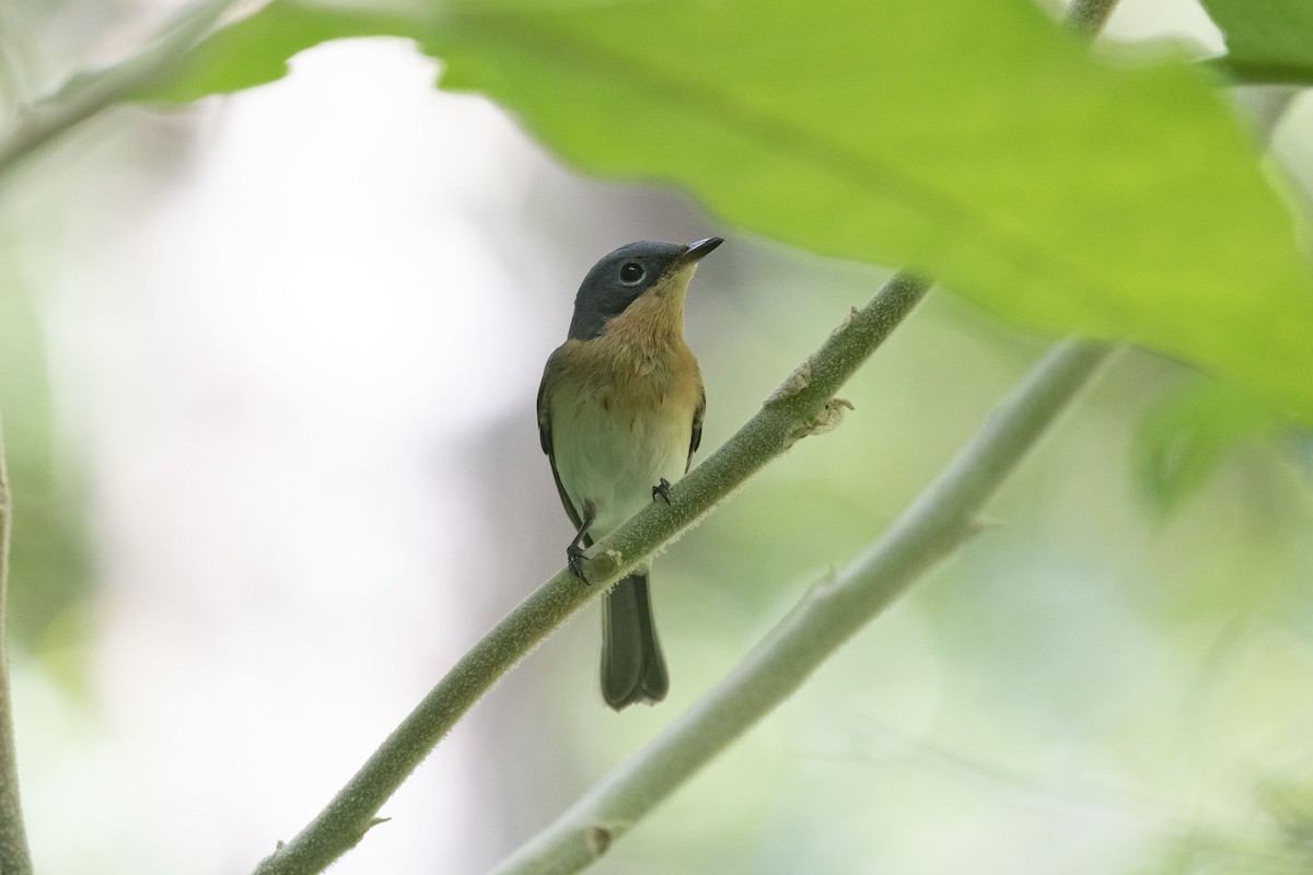 Leaden Flycatcher - Isaac Clarey