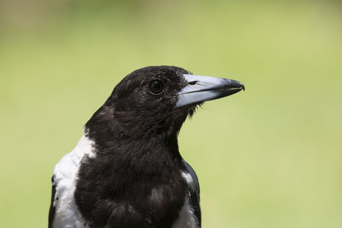 Pied Butcherbird - ML539619321