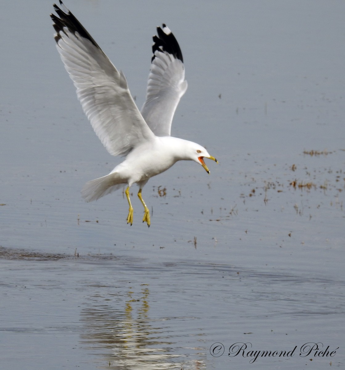 Ring-billed Gull - Raymond  Piché