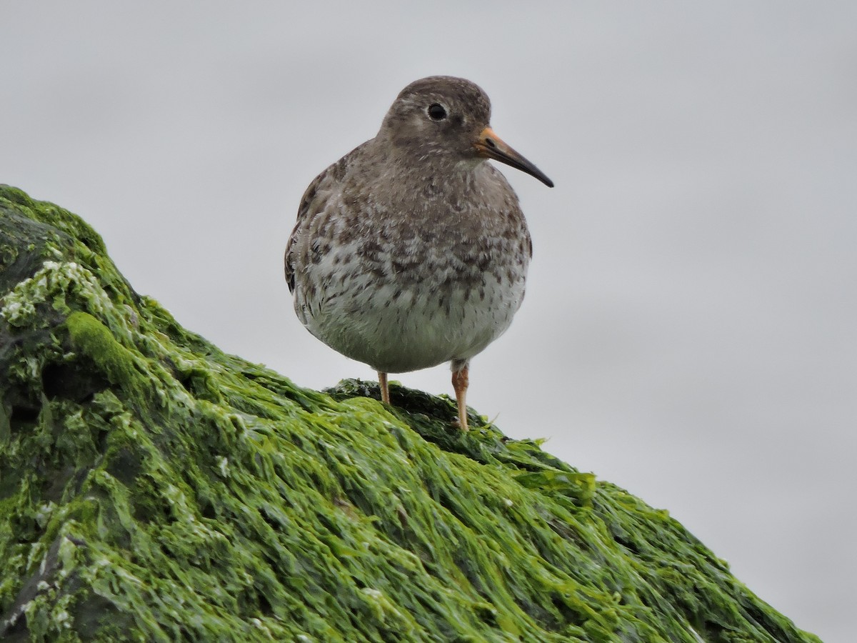 Purple Sandpiper - ML53961981