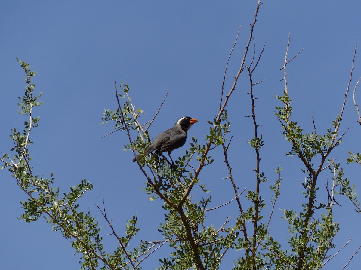 Golden-billed Saltator - ML539619821