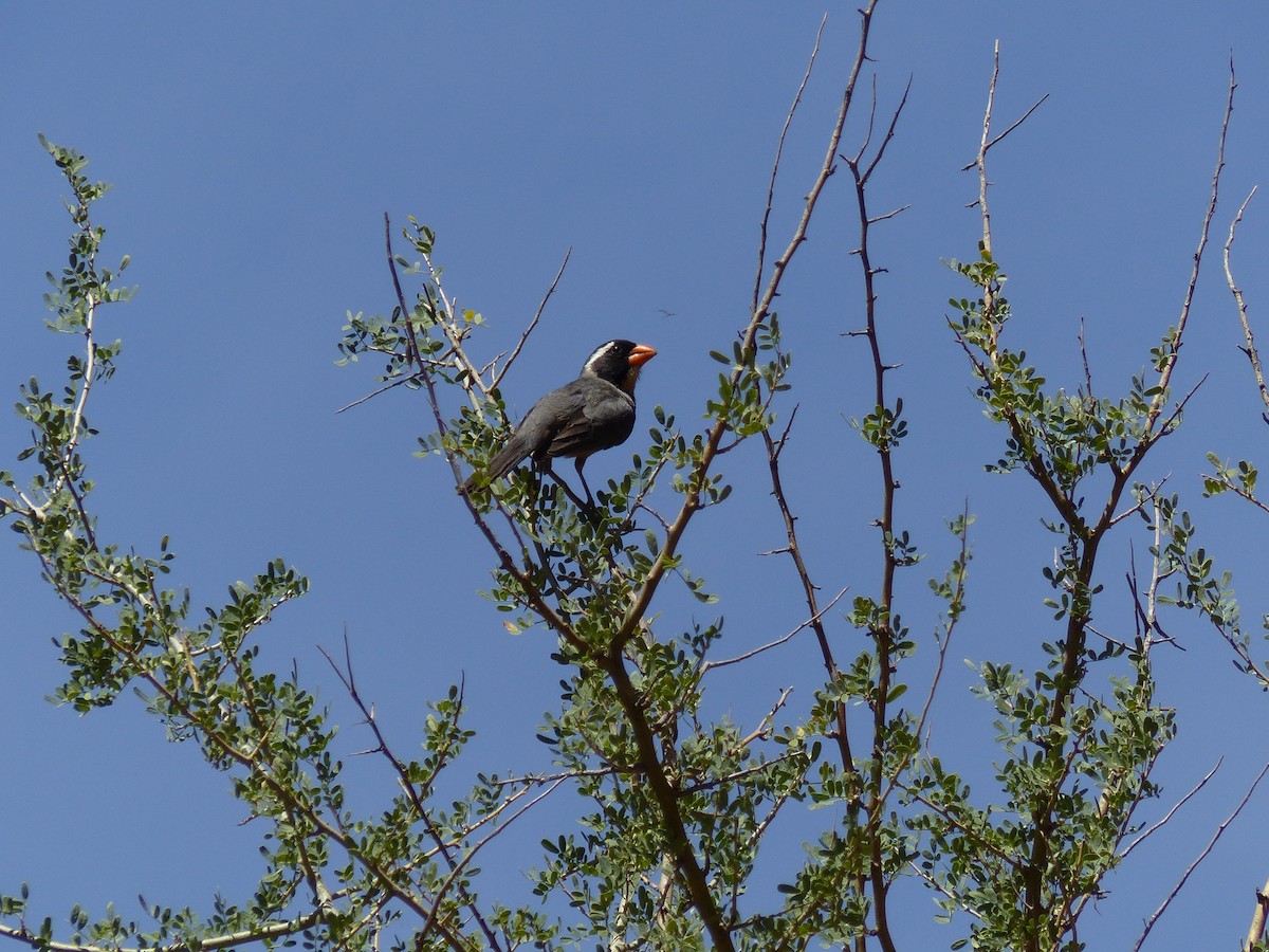 Golden-billed Saltator - ML539619831