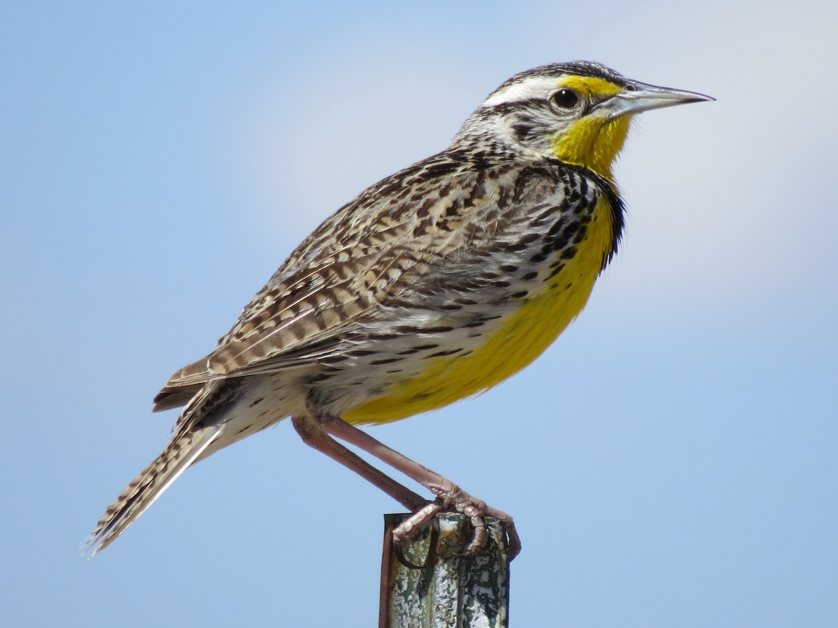 Western Meadowlark - Dustin Johnston