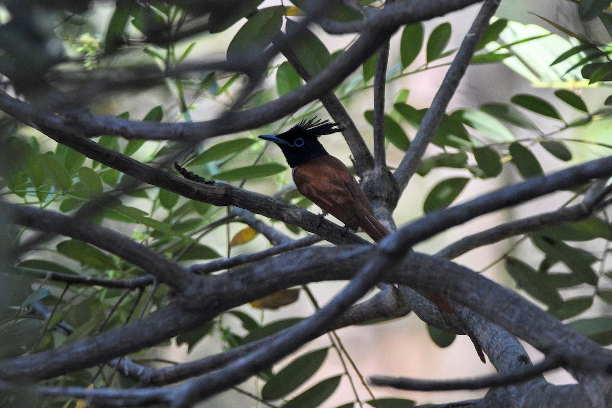 Indian Paradise-Flycatcher - Thrilok Narayanappa