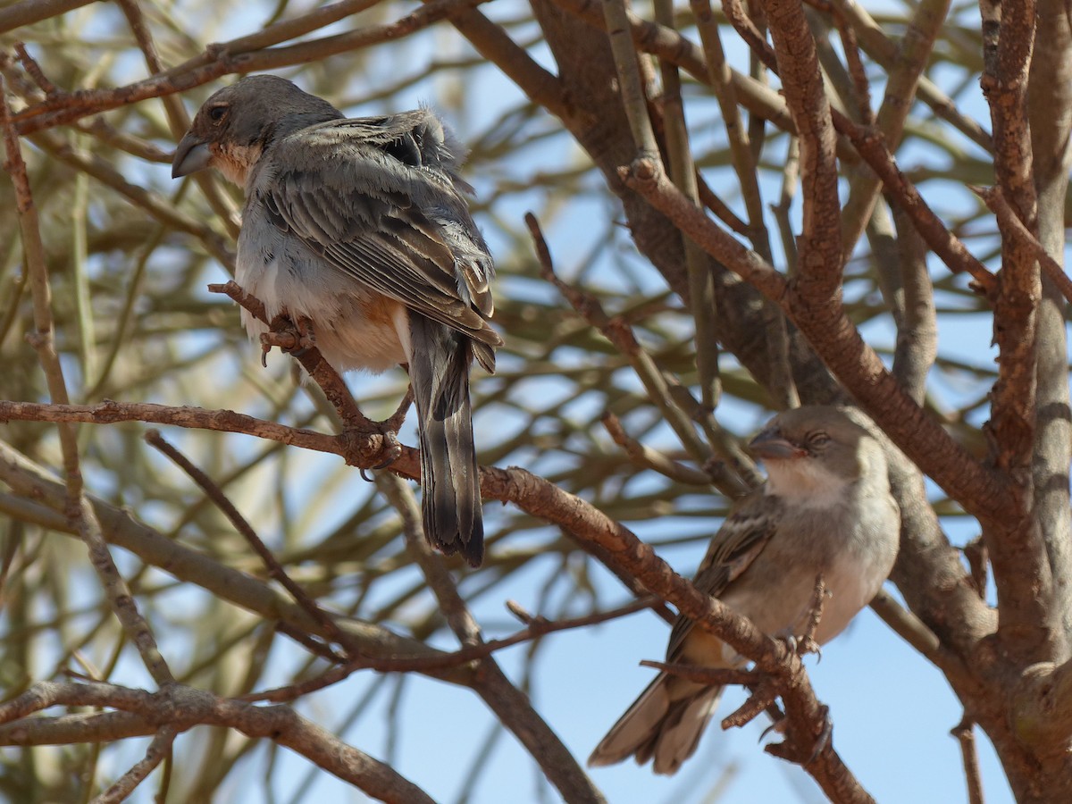 Diuca Finch - ML539620751